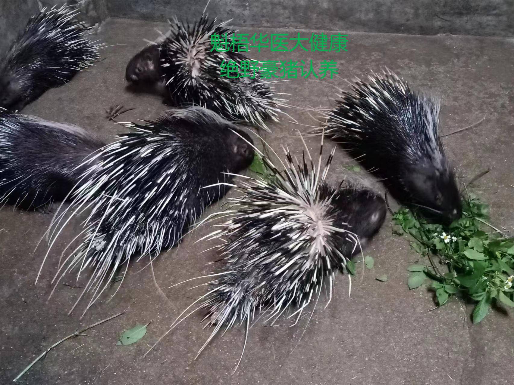 最新豪猪回收商家方法分析(最方便真实的日土豪猪卖去什么地方方法)